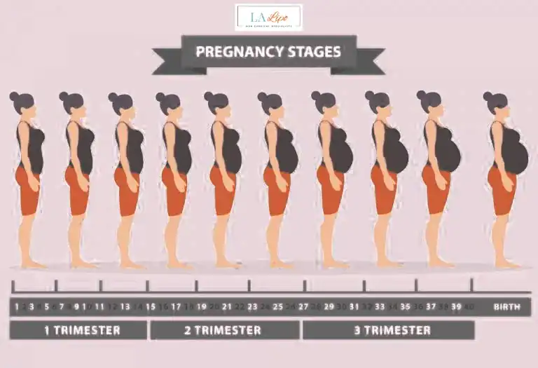 First Trimester (Weeks 1–12): Early Changes You Might Not Notice Havant